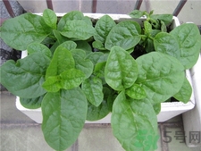 婴幼儿能吃木耳菜吗(婴幼儿能吃木耳菜吗)