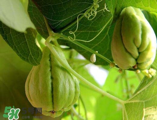 佛手的营养成分(佛手的营养成分)