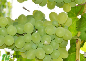 青提怎么放冰箱保存(青提放冰箱能保存多久)