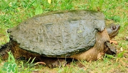 鳄龟保护级别(鳄龟保护级别)