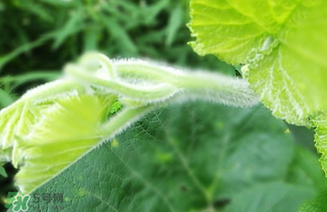 南瓜叶的营养价值(南瓜叶的营养价值及功效)