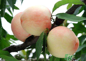 水蜜桃可以放冰箱多久(水蜜桃可以放冰箱多久) 水蜜桃可以放冰箱多久(水蜜桃可以放冰箱多久)