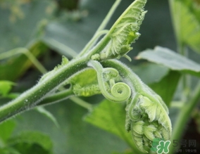 南瓜叶的功效和作用(南瓜叶的功效和作用,南瓜叶的副作用)