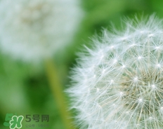 食用蒲公英的注意事项(蒲公英食用方法和禁忌)