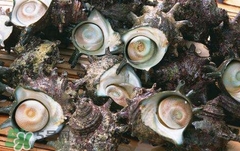 孕妇能吃海螺吗(孕妇能吃海螺吗 初期) 孕妇能吃海螺吗(孕妇能吃海螺吗 初期)