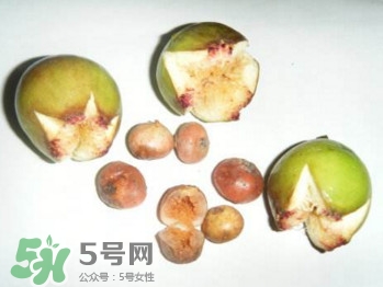 野地瓜的功效和作用(野地瓜的功效和作用及图片)