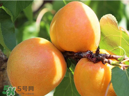 小孩可以吃杏子吗(小孩可以吃杏子吗)