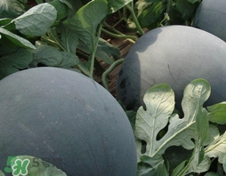 怎么分辨催熟西瓜(怎么分辨催熟西瓜) 怎么分辨催熟西瓜(怎么分辨催熟西瓜)