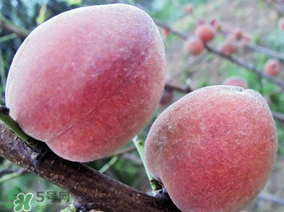 吃毛桃过敏怎么办(吃毛桃过敏怎么办) 吃毛桃过敏怎么办(吃毛桃过敏怎么办)