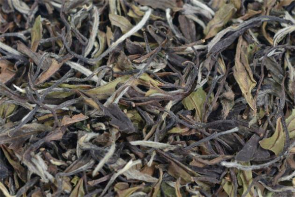 老白茶的功效和作用(老白茶的功效和作用老白茶的泡法)