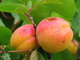 杏子的饮食原则(杏子不能和什么同食)
