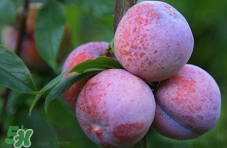 海蓝之谜唇膏的使用功效(海蓝之谜唇膏用法)