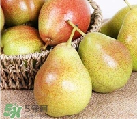 比利时啤梨功效和作用(比利时啤梨功效和作用)