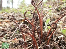 猴腿菜的食疗作用(猴腿菜的功效和作用和做法)
