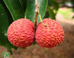 荔枝吃多了怎么办(荔枝吃多了怎么办解决) 荔枝吃多了怎么办(荔枝吃多了怎么办解决)