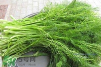 茴香的功效和作用(茴香的功效和作用禁忌)