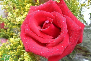 母亲节送几朵玫瑰花(母亲节送几朵玫瑰花合适)