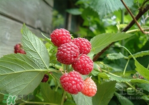 红树莓价格(红树莓多少钱一斤)