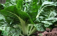 厚皮菜什么人不能吃(厚皮菜什么人不能吃)