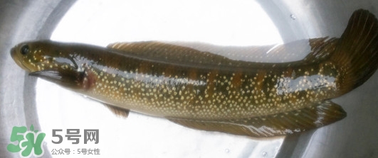 乌鳢的营养(乌鳢的营养价值)