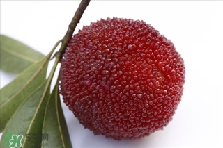 杨梅里的虫子能吃吗(杨梅里的虫子能吃吗) 杨梅里的虫子能吃吗(杨梅里的虫子能吃吗)