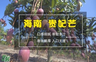 芒果成熟判断方法(如何判断芒果是否成熟) 芒果成熟判断方法(如何判断芒果是否成熟)
