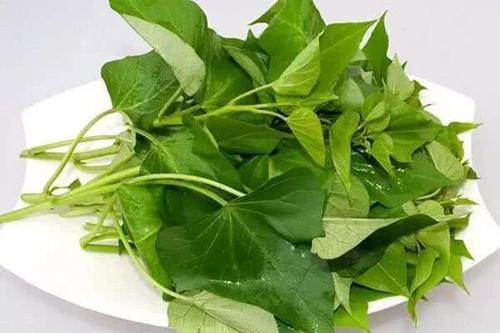 红薯叶没炒熟可以吃吗(红薯叶没炒熟可以吃吗)