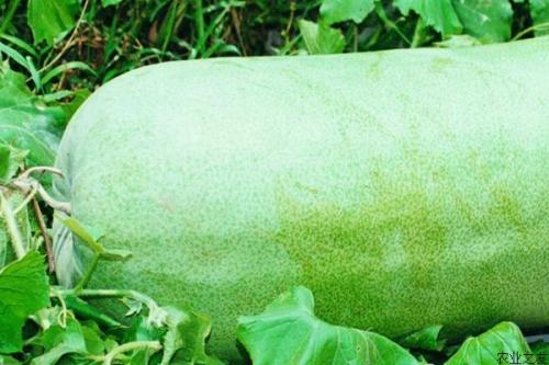 冬瓜皮可以吃吗(冬瓜皮可以吃吗有什么作用)