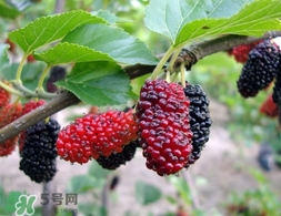 覆盆子和桑葚的区别(覆盆子和桑葚的区别)