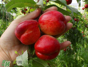 油桃的挑选技巧(油桃怎么吃比较好) 油桃的挑选技巧(油桃怎么吃比较好)