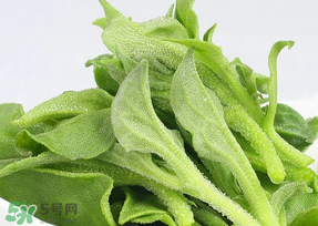 冰草的营养成分(冰草的营养成分)