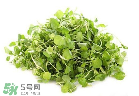 哺乳期能吃西洋菜吗(哺乳期能吃西洋菜吗?)