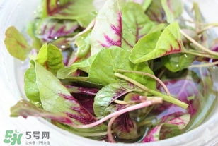 苋菜怎么择(苋菜怎么择)