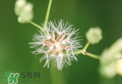 蒲公英水的做法(蒲公英水的做法图解)