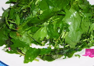 灰菜的食用禁忌(灰菜的食用禁忌)