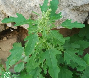 refa美容仪使用后如何处理(refa美容仪怎么使用)