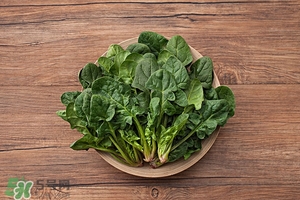 红根菜的营养价值(红根菜的营养价值)