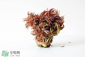 孕妇可以用洋甘菊面膜粉吗(孕妇可以用洋甘菊面膜粉吗)
