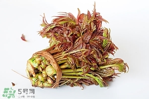 香椿籽能吃吗(香椿有籽吗)