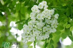 槐花的选购技巧(槐花长什么样子)