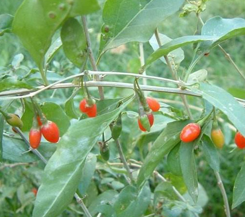 枸杞头食用价值(枸杞头的作用)