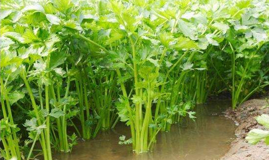 水芹菜营养功效(水芹菜的营养价值和功效)