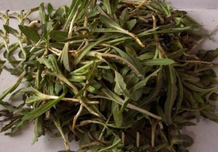 如何挑选苦苦菜(苦苦菜怎么吃最好) 如何挑选苦苦菜(苦苦菜怎么吃最好)