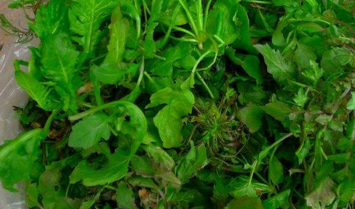 地菜的好处(地菜的好处是什么)