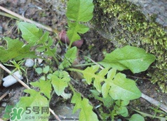 菱角菜保存方法(菱角的保存方法)