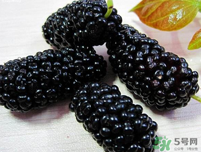 吃桑葚大便发黑怎么办(吃桑葚大便会发黑吗) 吃桑葚大便发黑怎么办(吃桑葚大便会发黑吗)