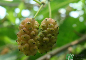 怎么判断桑葚是否成熟(桑葚的成熟期)