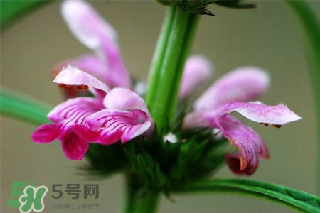 益母草适合什么人吃(益母草适合什么人吃?) 益母草适合什么人吃(益母草适合什么人吃?)