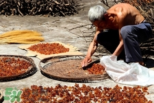 桃胶的最佳食用时间(桃胶的最佳食用时间)