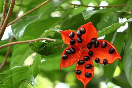 苹婆的功效和作用(苹婆的功效和作用) 苹婆的功效和作用(苹婆的功效和作用)